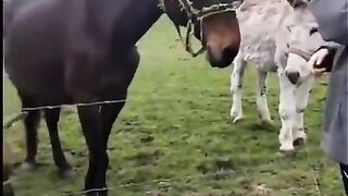 Donkey laughs when dog gets electric shock