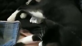 Ganito Rin ba Cats nyo?