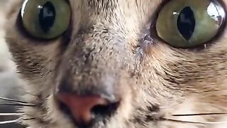 Angry cato