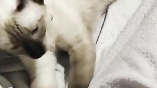 Padmie My Siamese Cat