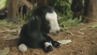 Sneezing of different animals