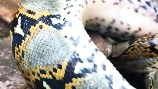 King cobra vs Piton