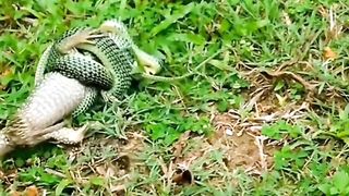 Tree Snake vs Monitor lizard