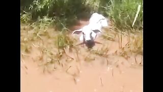 OMG!!  Humans protect pregnant cow from anaconda attack