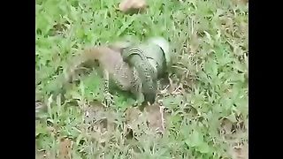 Hungry snake swallows monitor lizard in seconds