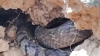 So happy when sigging a king cobra