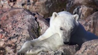 Polar Bear vs Walrus | Planet Earth | BBC Earth
