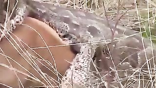 Huge python swallows an impala