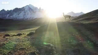 Puma Risks Life to Hunt | Dynasties II | BBC Earth