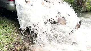 The fish is all that matters
