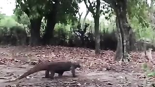 OMG!!  Python on goat! Komodo dragon try to catch goat alive