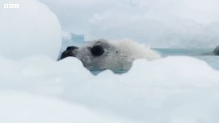 Adorable Seal Pup Starts to Explore | Frozen Planet II | BBC Earth