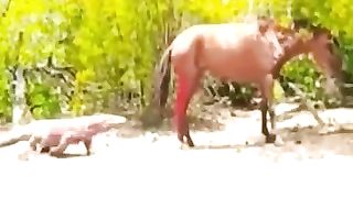 Komodo dragon attacking horse and buffalo