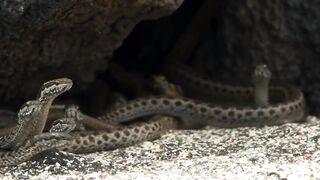 Iguana chased by killer snakes | Planet Earth II: Islands - BBC