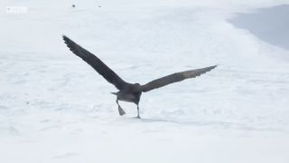 Penguin chicks rescued by unlikely hero | Spy in the Snow - BBC