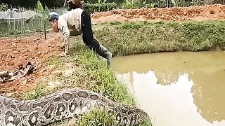 Hunter defeats giant snake weighing 500kg