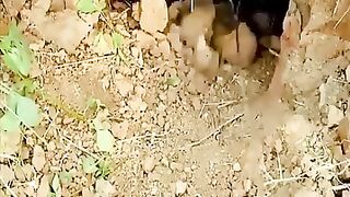 Catch two snakes by hand in the banana garden