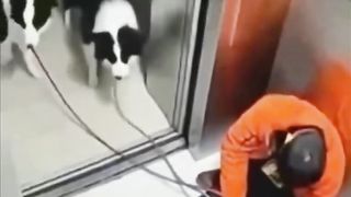 Dude fell asleep in an elevator and ended up strangling the dogs