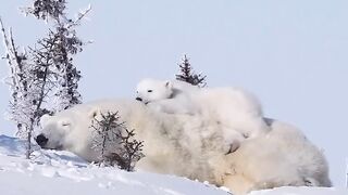 The bear cub is resting on his mother