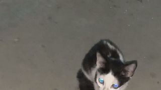 Cat eyes
