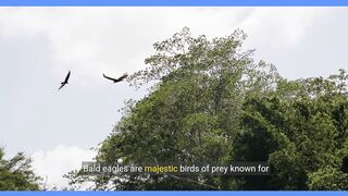 Bald Eagles Facts