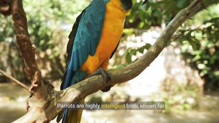 Facts About Parrots