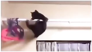 Funniest cat vid ever