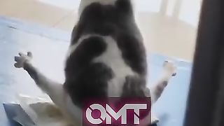 cute cat funny - part 10