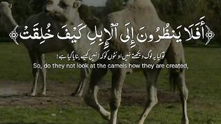 most beautiful recitation of quran