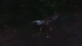 Ayam-Ayam Di Pagi Sekali Berkumpul
