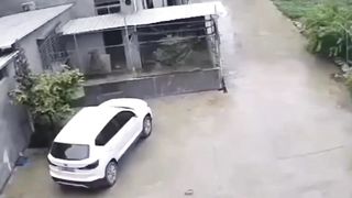 This cow almost killed this lady