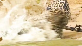 Tiger vs crocodile