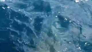 She almost got eaten by shark!!