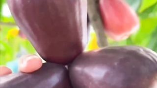 Jambu Bol
