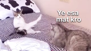 Cat love