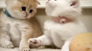 cute little cat