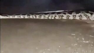 Ular piton raksasa melintas di jalan