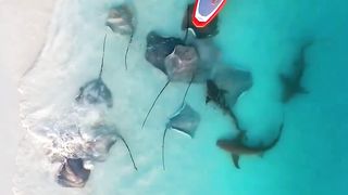 Drone camera video the amazing video view