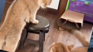 funny cats berubah jadi barongsai
