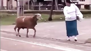 Bu Koç tam sopalık ????