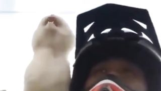 Funny Cat 2024