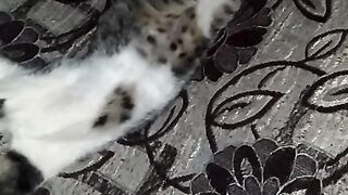 cats again sleep