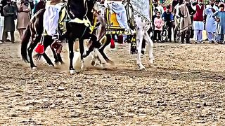 #foryou#febspotvedio #Foryoupage #trending #horselover #horse #500k #fyp #1M #impres.23 #foryou#treding#horses@vedios