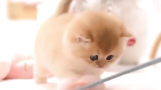 the little cat is playing