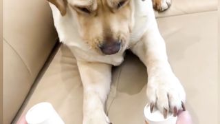 Funny dog