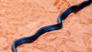 DESERT COBRA VS SANDVIPER