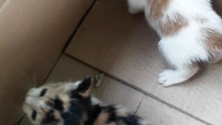 kitten