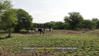 Facts About Horses