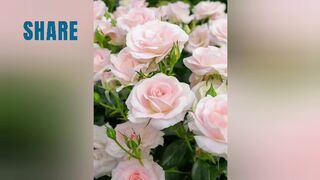 Surah Ar Rahman | Mishary Rashid Alafasy | Daily listening | Powerful Surah for Healing and Cure Of ailments