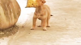 Funny animals